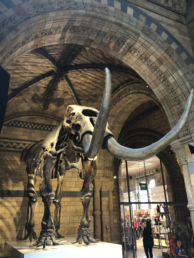 【倫敦必訪🌍自然歷史迷的天堂！自然歷史博物館體驗心得🦖🧬】