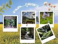 เที่ยวหน้าฝน…“ลานสนภูสอยดาว“
