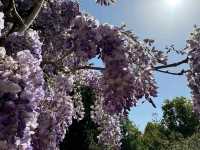 Beautiful Wisteria at Nymans: A Purple Dream in the Heart of Sussex