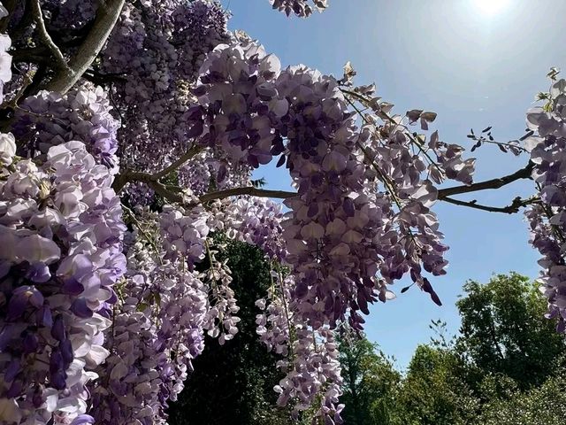 Beautiful Wisteria at Nymans: A Purple Dream in the Heart of Sussex