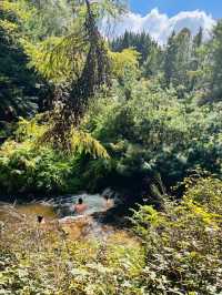 紐西蘭 Rotorua｜藏在原始森林裡的免費野溪溫泉體驗