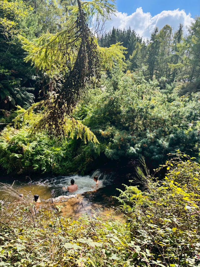 紐西蘭 Rotorua｜藏在原始森林裡的免費野溪溫泉體驗