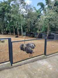 YG Cactus Farm Paksong