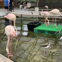 たくさんの種類の鳥に間近で会える動物園🕊️🤍