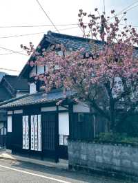 Akizuki Town in Spring