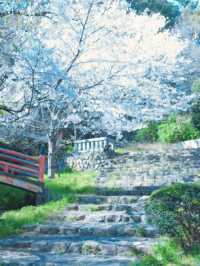 Where Sand Art Meets Sakura – Kotohiki Park’s Spring Surprise