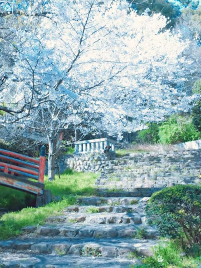 Where Sand Art Meets Sakura – Kotohiki Park’s Spring Surprise
