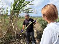 【久米島】サトウキビ狩り体験！黒糖の始まりを肌で感じる🌿✂️