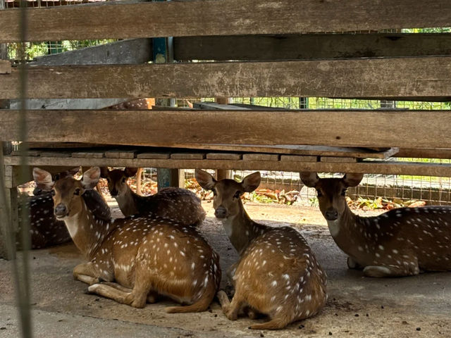 Weekend Getaway Near KL 🌿🦌 | Hill Top Eco Deer Ranch