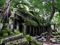 Jungle Ruins and Epic Tree Hugs