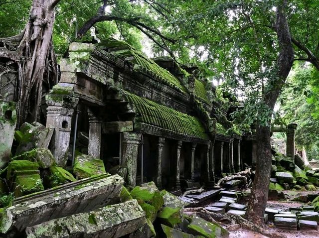 Jungle Ruins and Epic Tree Hugs