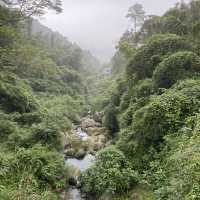 溪頭森林遊樂區🌳