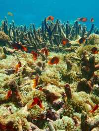 入島無料でニモに会える！？シミランでお得に海の世界を体験しよう🐟💙🌴
