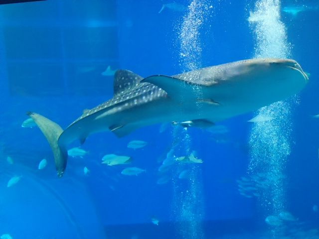 世界の美ら海水族館🐬🐋🏝️