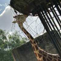 Melbourne Zoo – Melbourne, VIC