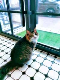 Chic Design, Cozy Vibes, and Adorable Cats – A Perfect Hostel Experience at Melaka! 🐱🐈‍⬛🐈