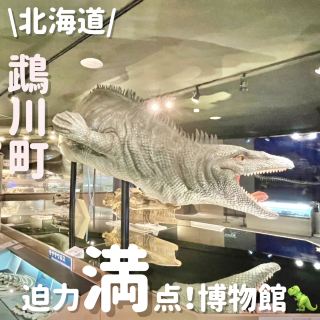 여기에서만 볼 수 있는 ⁉️현지 공룡 박물관