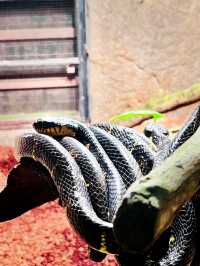 Whiskers & Wonders: The Enchanting Petting Zoo at Lost World of Tambun 