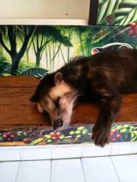 🇮🇩Have you tried Civet Poop Coffee?💩Luwak Coffee