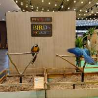 พามาชมงาน Westville Bird Paradise 
