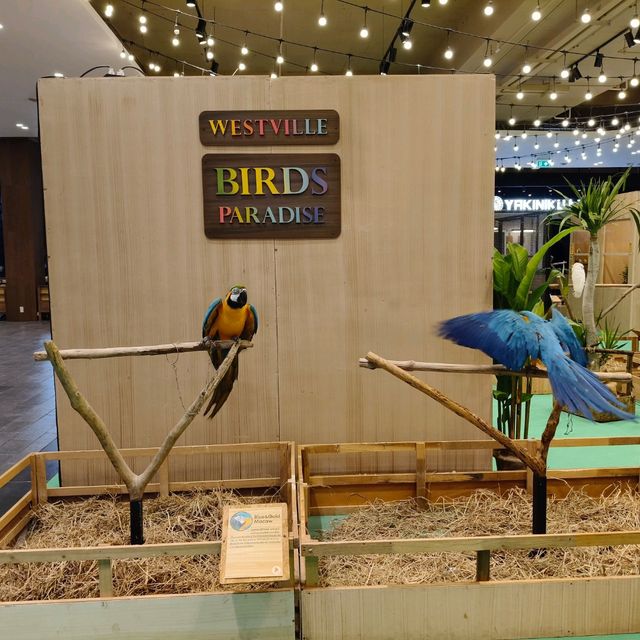 พามาชมงาน Westville Bird Paradise 