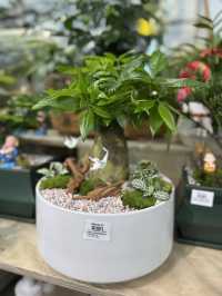 Summer Vibes & Plant Finds 
