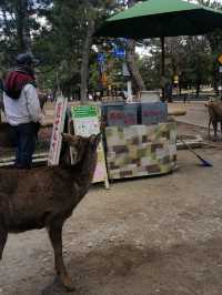 Deerly Beloved: The Day I Was Ambushed by Polite Deer in Nara, Japan