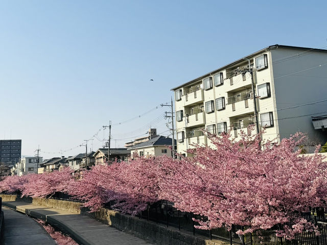 無與倫比的京都櫻花之旅 2025年 春