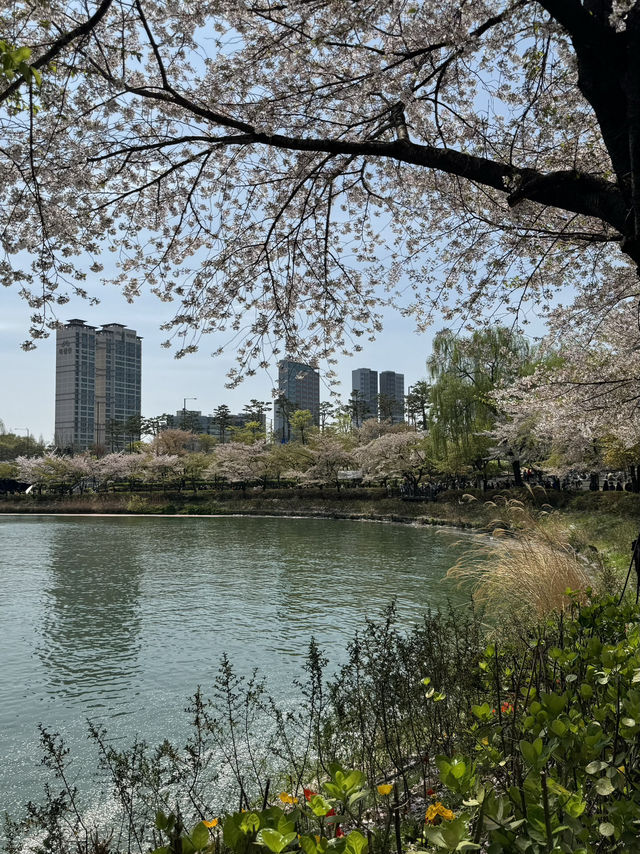 ชมวิวพ็อตกตที่มุมทะเลสาบ seokchon lake😍