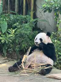Weekend Chill at River Wonders 🐼🌿