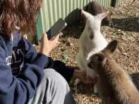 Featherdale Sydney Wildlife Park