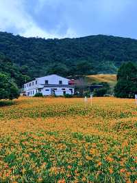赤科山金針花｜藏在雲霧山巔的金黃奇蹟，花季限定的療癒仙境