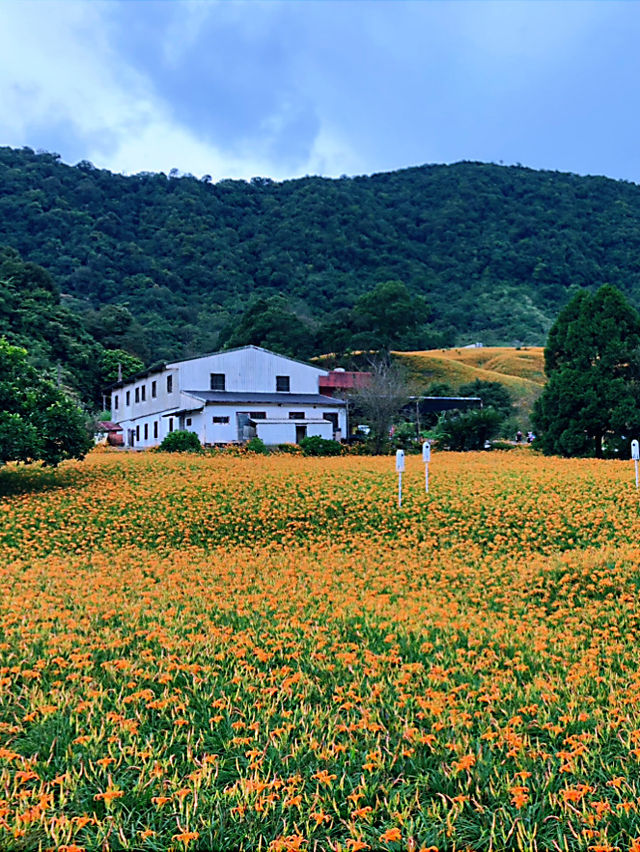 赤科山金針花｜藏在雲霧山巔的金黃奇蹟，花季限定的療癒仙境