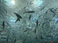 上越市立水族博物館（色調非常漂亮）