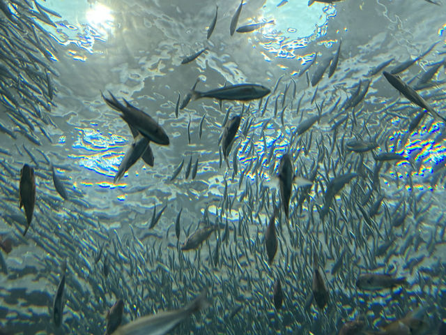 上越市立水族博物館（色調非常漂亮）