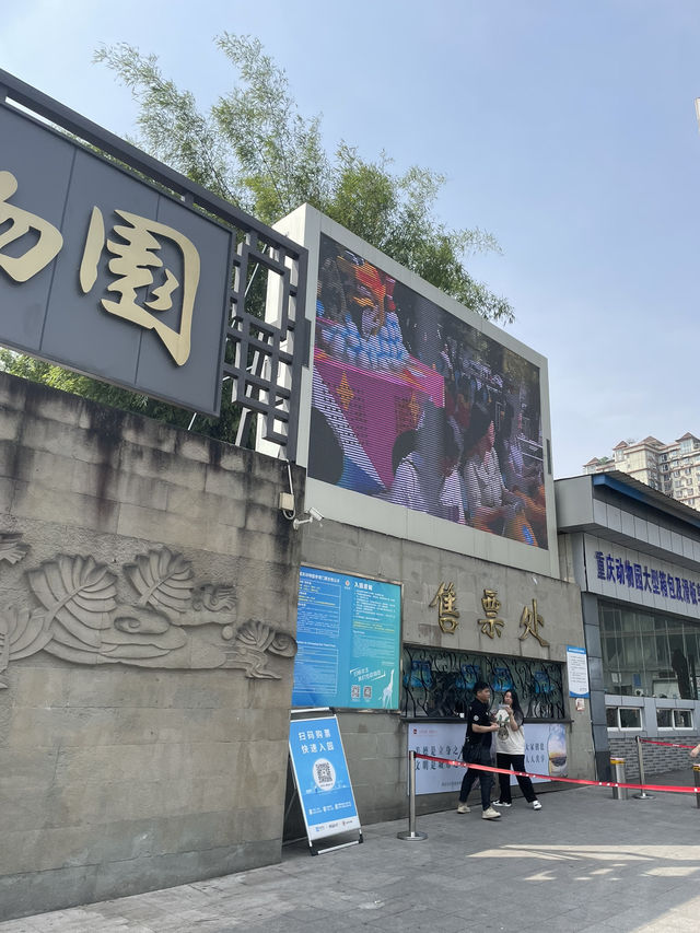 충칭 동물원으로 자이언트 판다 보러가기 