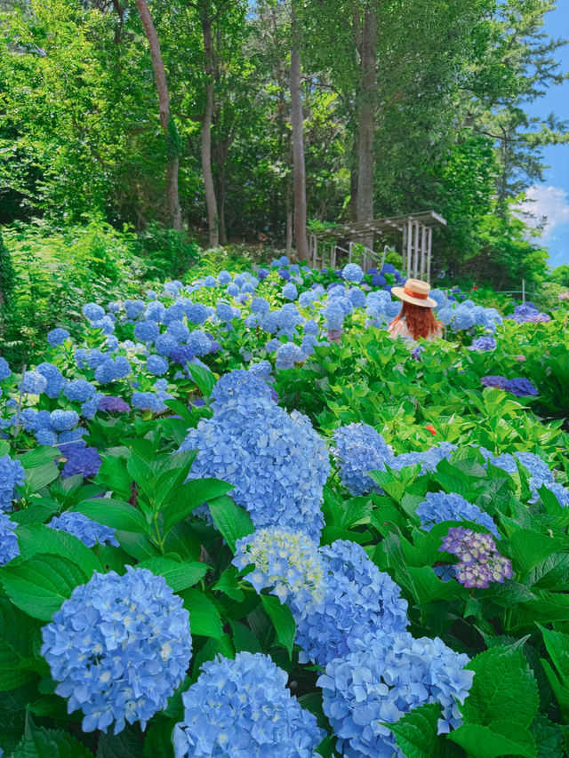 여름의 시작을 알리는 꽃 수국정원 부산근교 무료개방 ✅🌺