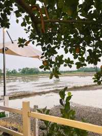 ร้านเจ้ชูหมูกะทะ สาขา 2 หนองแค สระบุรี วิวทุ่งนา