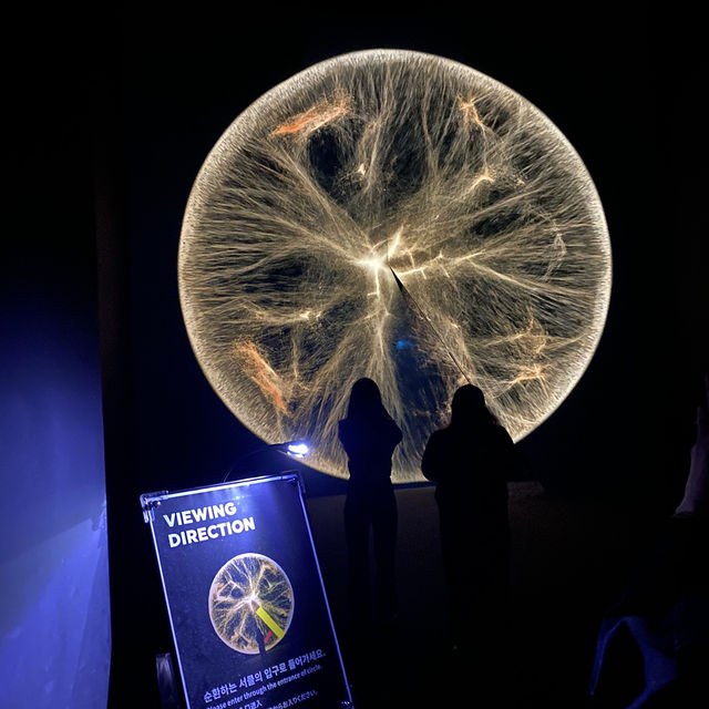 ARTE MUSEUM 釜山館：沉浸式藝術的新境界
