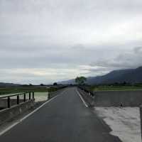 台東池上伯朗大道