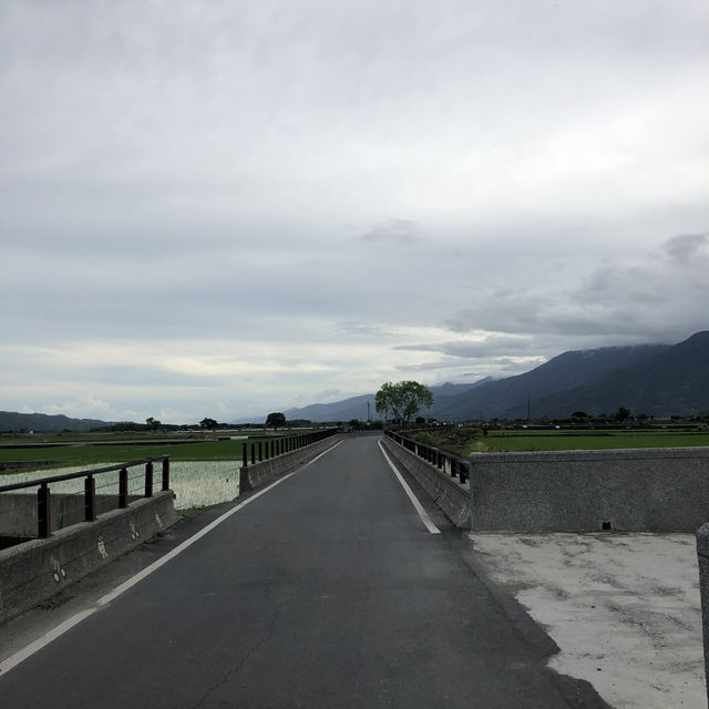 台東池上伯朗大道