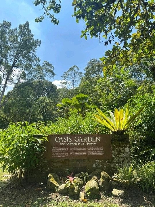 Oasis Garden: KL’s Hidden Haven of Peace and Greenery