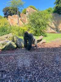 You Gotta See Bioparc Valencia, It’s Wild in the Best Way