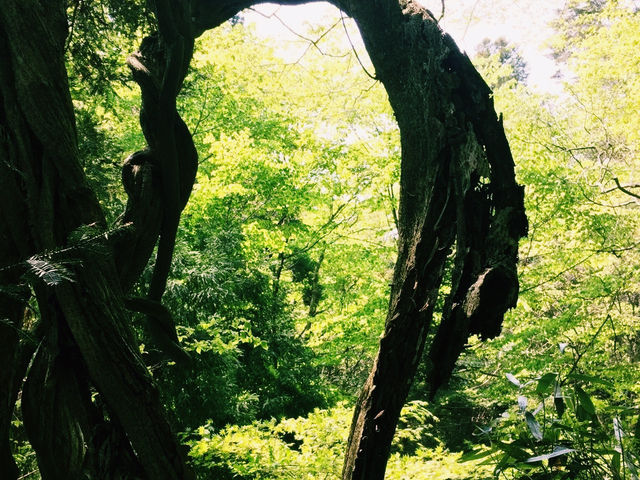 仙台🇯🇵東北大學植物園