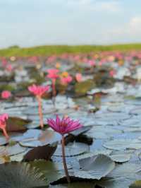 A Soulful Escape to Thale Noi, Phatthalung 🇹🇭