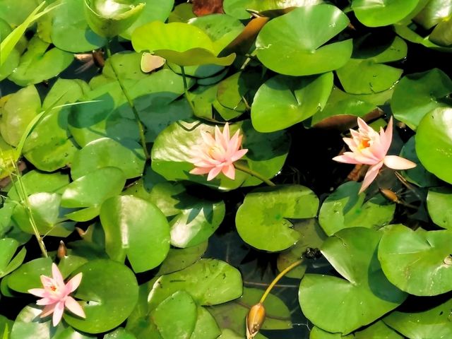 Xixi Wetland- Hailed As the "Kidney of Hangzhou"