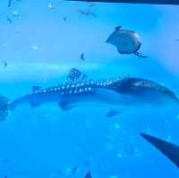 【中国/珠海長隆海洋公園】