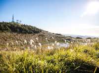 하늘을 걷는 순간, 제주에서 인생샷 날리다 🌾🏔
