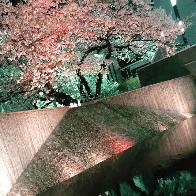 🌸春爛漫!桜と花に彩られる横浜さんぽ:海岸教会からガーデンフェスまで🌷 🌸春爛漫!桜と花に彩られる横浜さんぽ:海岸教会からガーデンフェスまで🌷