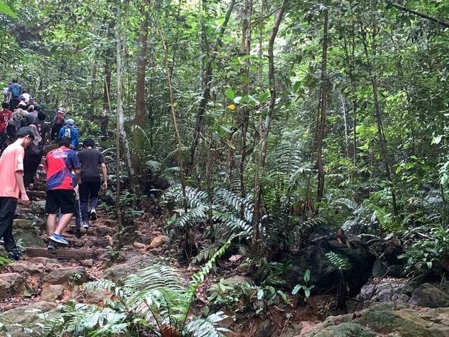 A Hidden Green Escape – Hutan Simpan Renggam Awaits
